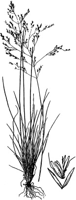 Tufted hairgrass